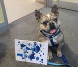 Local charity launches animal art auction featuring one of a kind pooch paintings