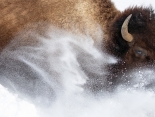 Book your tickets to see the Wildlife Photographer of the Year exhibition 2023