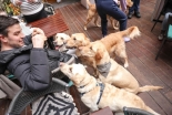 A Labrador Cafe Pop Up arriving in Bristol, and a Golden Retriever and Cockapoo one